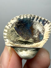 Load image into Gallery viewer, Bivalve (Pelecypoda) Fossil Sea Shell with Chalcopyrite | Mineralized Fossil Specimen | Indonesia