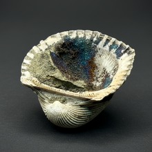 Load image into Gallery viewer, Bivalve (Pelecypoda) Fossil Sea Shell with Chalcopyrite | Mineralized Fossil Specimen | Indonesia