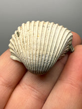 Load image into Gallery viewer, Bivalve (Pelecypoda) Fossil Sea Shell with Chalcopyrite | Mineralized Fossil Specimen | Indonesia