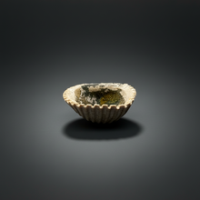 Load image into Gallery viewer, Bivalve (Pelecypoda) Fossil Sea Shell with Chalcopyrite | Mineralized Fossil Specimen | Indonesia