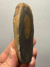 Load image into Gallery viewer, Stromatolite Fossil Slice | Ancient Microbial Reef Structure | Morocco