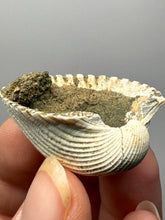 Load image into Gallery viewer, Bivalve (Pelecypoda) Fossil Sea Shell with Chalcopyrite | Mineralized Fossil Specimen | Indonesia