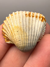 Load image into Gallery viewer, Bivalve (Pelecypoda) Fossil Sea Shell with Chalcopyrite | Mineralized Fossil Specimen | Indonesia