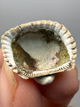 Load image into Gallery viewer, Bivalve (Pelecypoda) Fossil Sea Shell with Chalcopyrite | Mineralized Fossil Specimen | Indonesia