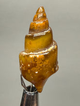 Load image into Gallery viewer, Agatized Gastropod Fossil Specimen | Morocco