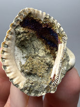 Load image into Gallery viewer, Bivalve (Pelecypoda) Fossil Sea Shell with Chalcopyrite | Mineralized Fossil Specimen | Indonesia