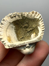 Load image into Gallery viewer, Bivalve (Pelecypoda) Fossil Sea Shell with Chalcopyrite | Mineralized Fossil Specimen | Indonesia