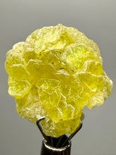 Load image into Gallery viewer, Vibrant Yellow Brucite Thumbnail Mineral Specimen | Collector Crystal from Killa Saifullah District in Balochistan Province, Pakistan