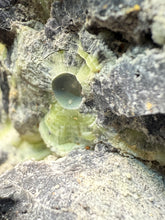 Load image into Gallery viewer, High-Grade Green Wavellite Collectors Specimen - Radiating Botryoidal Crystal Formation - Arkansas, USA