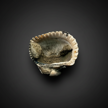 Load image into Gallery viewer, Bivalve (Pelecypoda) Fossil Sea Shell with Chalcopyrite | Mineralized Fossil Specimen | Indonesia