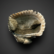 Load image into Gallery viewer, Bivalve (Pelecypoda) Fossil Sea Shell with Chalcopyrite | Mineralized Fossil Specimen | Indonesia