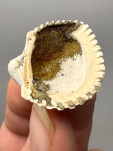 Load image into Gallery viewer, Bivalve (Pelecypoda) Fossil Sea Shell with Chalcopyrite | Mineralized Fossil Specimen | Indonesia