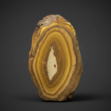 Load image into Gallery viewer, Stromatolite Fossil Slice | Ancient Microbial Reef Structure | Morocco