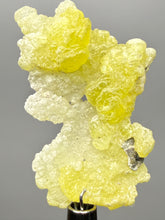 Load image into Gallery viewer, Vibrant Yellow Brucite Thumbnail Mineral Specimen | Collector Crystal from Killa Saifullah District in Balochistan Province, Pakistan