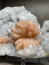 Load image into Gallery viewer, FINE MINERAL | Gem Apophyllite with Spectacular Pink Stilbite Flower | Maharashtra, India