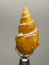 Load image into Gallery viewer, Agatized Gastropod Fossil Specimen | Morocco