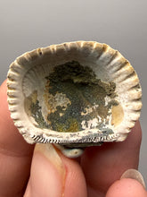 Load image into Gallery viewer, Bivalve (Pelecypoda) Fossil Sea Shell with Chalcopyrite | Mineralized Fossil Specimen | Indonesia