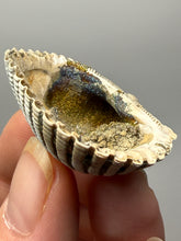 Load image into Gallery viewer, Bivalve (Pelecypoda) Fossil Sea Shell with Chalcopyrite | Mineralized Fossil Specimen | Indonesia