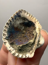 Load image into Gallery viewer, Bivalve (Pelecypoda) Fossil Sea Shell with Chalcopyrite | Mineralized Fossil Specimen | Indonesia