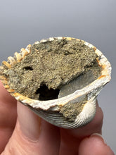 Load image into Gallery viewer, Bivalve (Pelecypoda) Fossil Sea Shell with Chalcopyrite | Mineralized Fossil Specimen | Indonesia