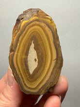 Load image into Gallery viewer, Stromatolite Fossil Slice | Ancient Microbial Reef Structure | Morocco