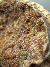 Load image into Gallery viewer, Bivalve (Pelecypoda) Fossil Sea Shell with Chalcopyrite | Mineralized Fossil Specimen | Indonesia