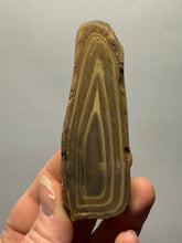 Load image into Gallery viewer, Stromatolite Fossil Slice | Ancient Microbial Reef Structure | Morocco