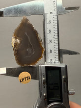 Load image into Gallery viewer, Natural Laguna Agate Collector Mineral Specimen | Chihuahua, Mexico