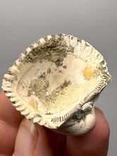 Load image into Gallery viewer, Bivalve (Pelecypoda) Fossil Sea Shell with Chalcopyrite | Mineralized Fossil Specimen | Indonesia