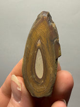 Load image into Gallery viewer, Stromatolite Fossil Slice | Ancient Microbial Reef Structure | Morocco