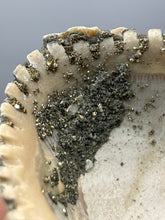 Load image into Gallery viewer, Bivalve (Pelecypoda) Fossil Sea Shell with Chalcopyrite | Mineralized Fossil Specimen | Indonesia