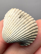 Load image into Gallery viewer, Bivalve (Pelecypoda) Fossil Sea Shell with Chalcopyrite | Mineralized Fossil Specimen | Indonesia