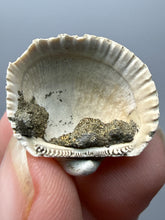 Load image into Gallery viewer, Bivalve (Pelecypoda) Fossil Sea Shell with Chalcopyrite | Mineralized Fossil Specimen | Indonesia