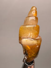 Load image into Gallery viewer, Agatized Gastropod Fossil Specimen | Morocco