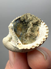 Load image into Gallery viewer, Bivalve (Pelecypoda) Fossil Sea Shell with Chalcopyrite | Mineralized Fossil Specimen | Indonesia