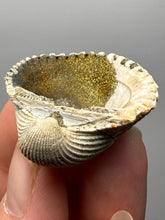 Load image into Gallery viewer, Bivalve (Pelecypoda) Fossil Sea Shell with Chalcopyrite | Mineralized Fossil Specimen | Indonesia