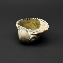 Load image into Gallery viewer, Bivalve (Pelecypoda) Fossil Sea Shell with Chalcopyrite | Mineralized Fossil Specimen | Indonesia
