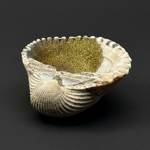 Load image into Gallery viewer, Bivalve (Pelecypoda) Fossil Sea Shell with Chalcopyrite | Mineralized Fossil Specimen | Indonesia