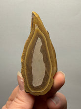 Load image into Gallery viewer, Stromatolite Fossil Slice | Ancient Microbial Reef Structure | Morocco