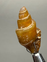 Load image into Gallery viewer, Agatized Gastropod Fossil Specimen | Morocco