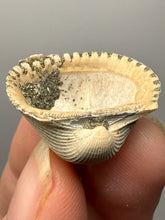 Load image into Gallery viewer, Bivalve (Pelecypoda) Fossil Sea Shell with Chalcopyrite | Mineralized Fossil Specimen | Indonesia