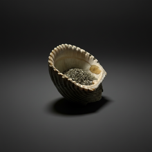 Load image into Gallery viewer, Bivalve (Pelecypoda) Fossil Sea Shell with Chalcopyrite | Mineralized Fossil Specimen | Indonesia
