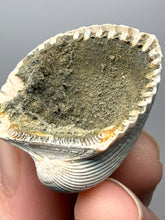 Load image into Gallery viewer, Bivalve (Pelecypoda) Fossil Sea Shell with Chalcopyrite | Mineralized Fossil Specimen | Indonesia