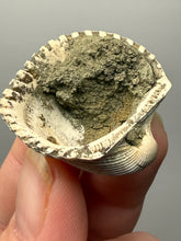 Load image into Gallery viewer, Bivalve (Pelecypoda) Fossil Sea Shell with Chalcopyrite | Mineralized Fossil Specimen | Indonesia