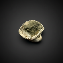 Load image into Gallery viewer, Bivalve (Pelecypoda) Fossil Sea Shell with Chalcopyrite | Mineralized Fossil Specimen | Indonesia