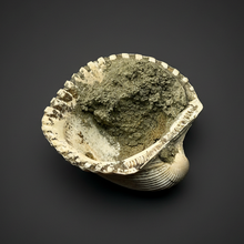 Load image into Gallery viewer, Bivalve (Pelecypoda) Fossil Sea Shell with Chalcopyrite | Mineralized Fossil Specimen | Indonesia