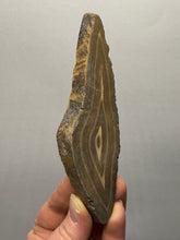 Load image into Gallery viewer, Stromatolite Fossil Slice | Ancient Microbial Reef Structure | Morocco