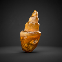 Load image into Gallery viewer, Agatized Gastropod Fossil Specimen | Morocco