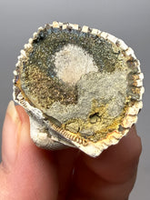 Load image into Gallery viewer, Bivalve (Pelecypoda) Fossil Sea Shell with Chalcopyrite | Mineralized Fossil Specimen | Indonesia