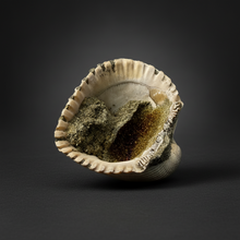 Load image into Gallery viewer, Bivalve (Pelecypoda) Fossil Sea Shell with Chalcopyrite | Mineralized Fossil Specimen | Indonesia